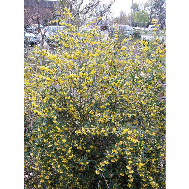Berberis julianae 'Spring Glory'