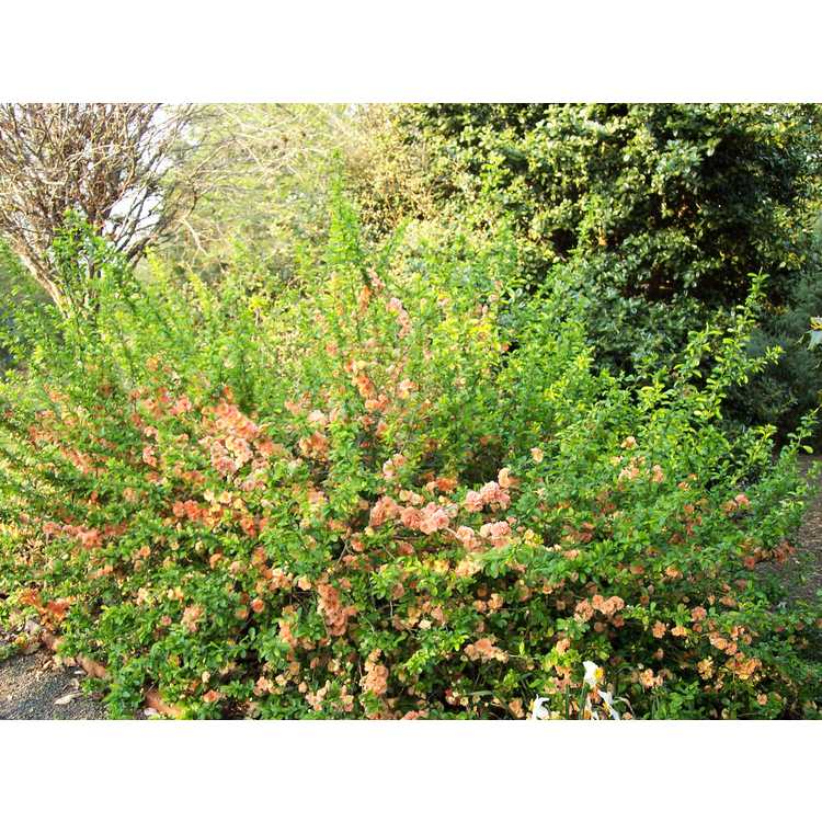hybrid flowering quince