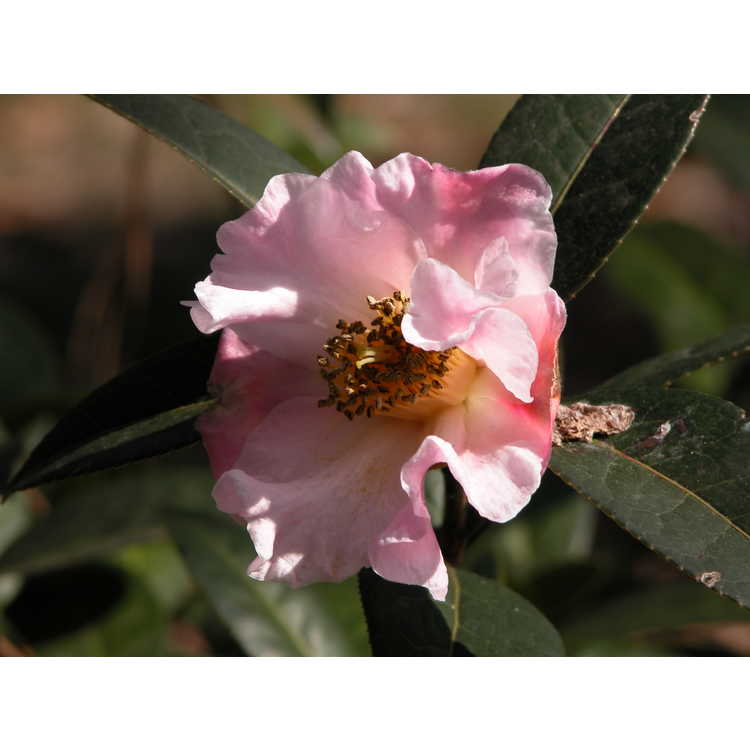 <em>Camellia pitardii</em>