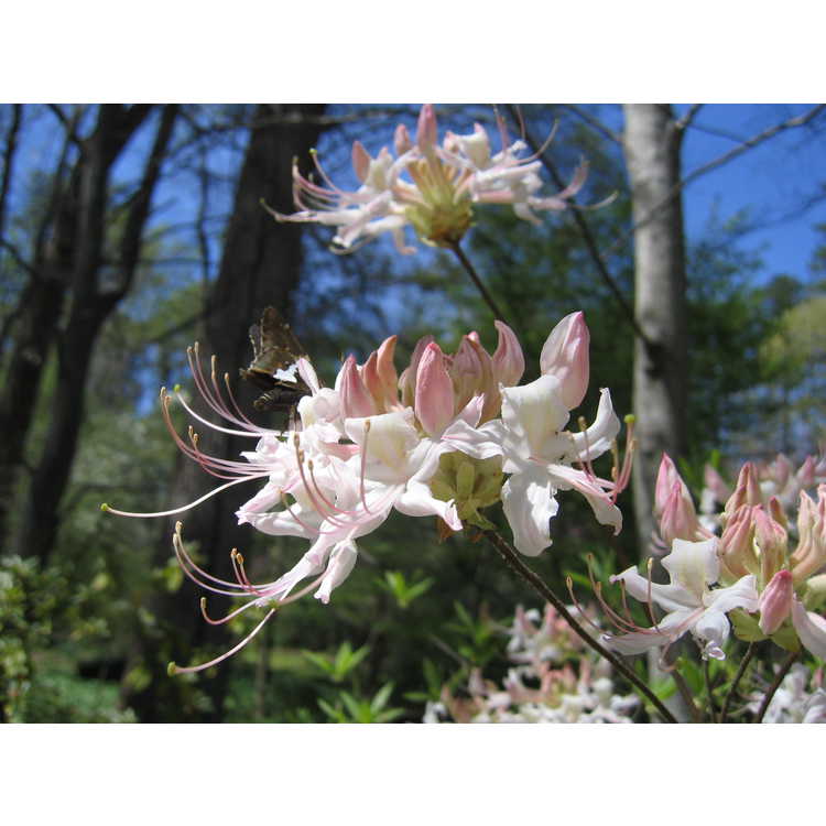 <em>Rhododendron canescens</em>
