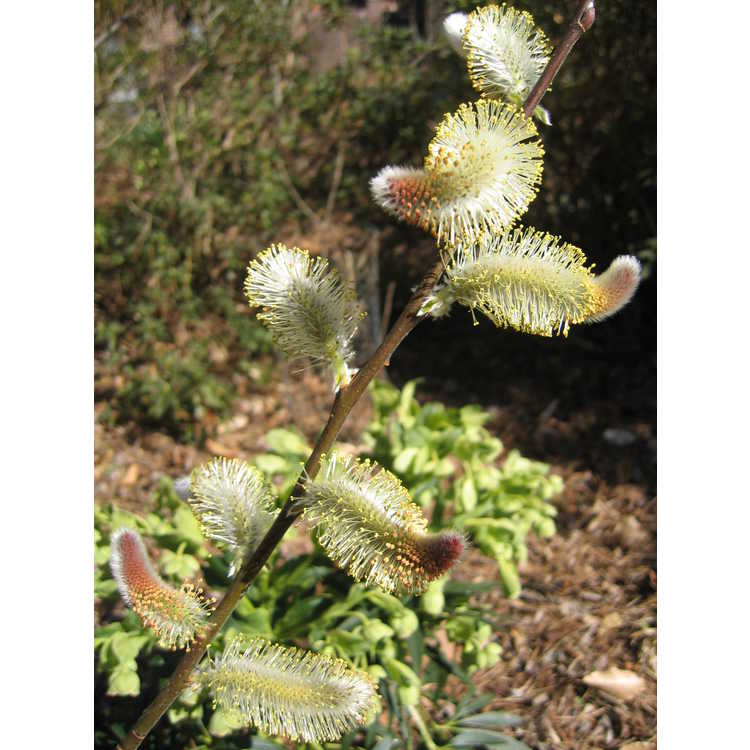 Salix chaenomeloides - giant pussywillow