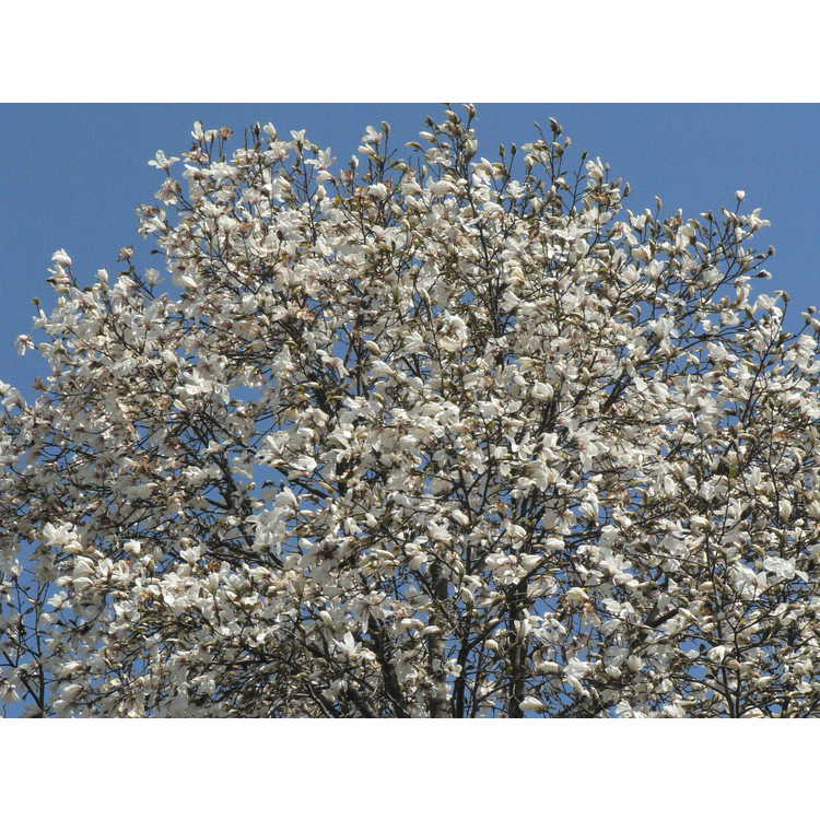 <em>Magnolia kobus</em> var.<em> borealis</em>