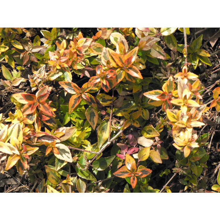 Abelia ×grandiflora 'Kaleidoscope'