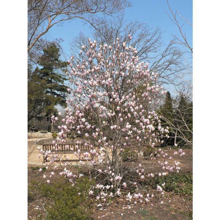 Magnolia ×soulangeana 'Lilliputian' - saucer magnolia