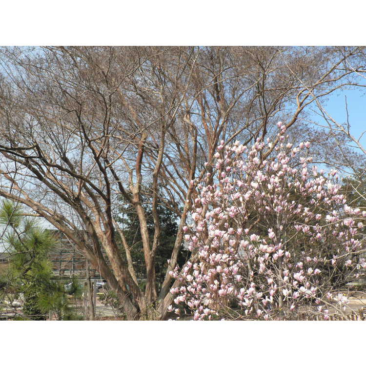 Magnolia soulangeana Lilliputian