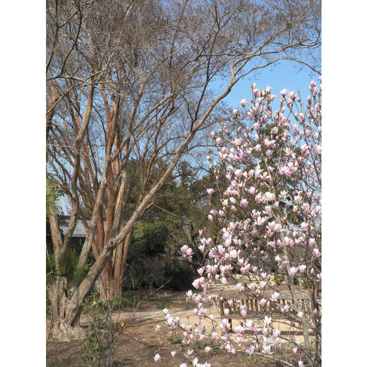 <em>Magnolia</em> ×<em>soulangeana</em> 'Lilliputian'