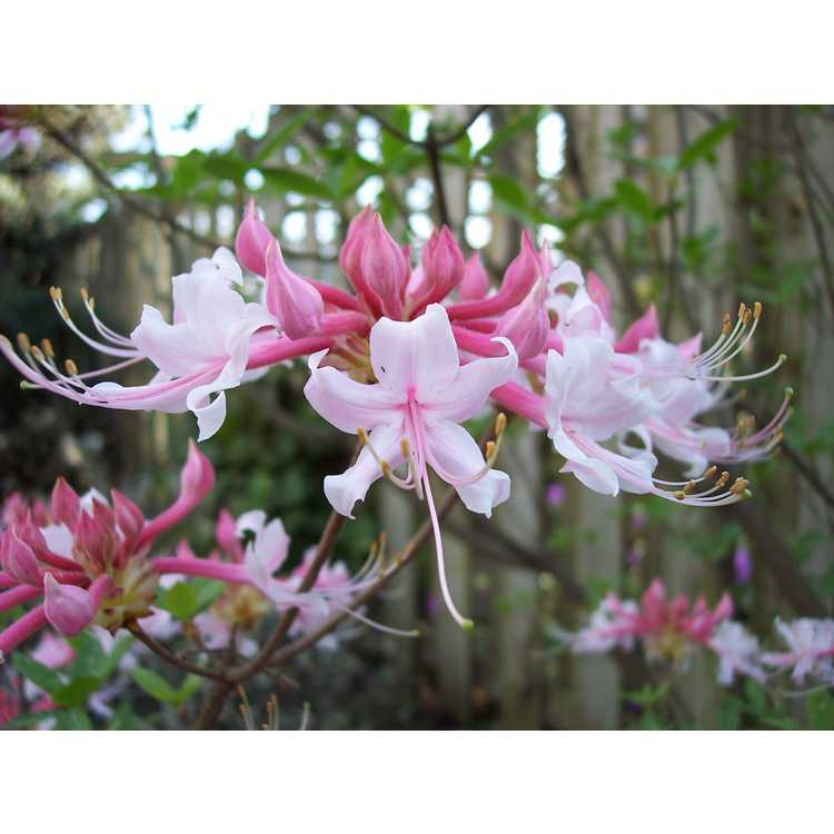 Rhododendron canescens 'Varnadoes Phlox Pink' - Piedmont azalea