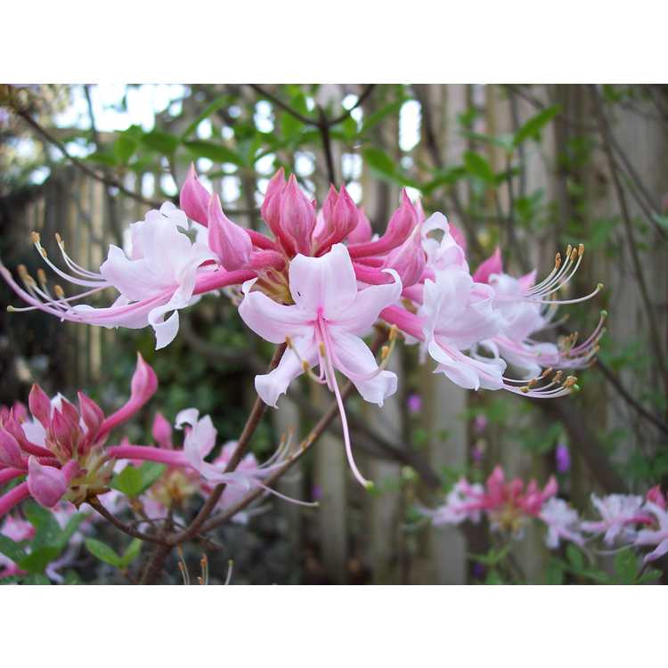 Rhododendron canescens 'Varnadoes Phlox Pink'