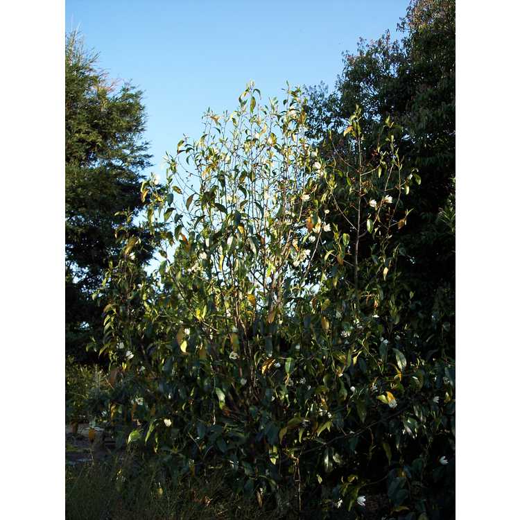 Magnolia (hybrid #3)