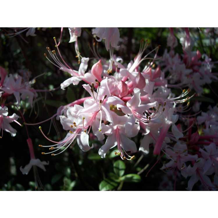Rhododendron canescens 'Varnadoes Phlox Pink' - Piedmont azalea