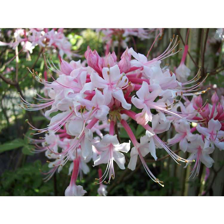 Rhododendron canescens Varnadoes Phlox Pink