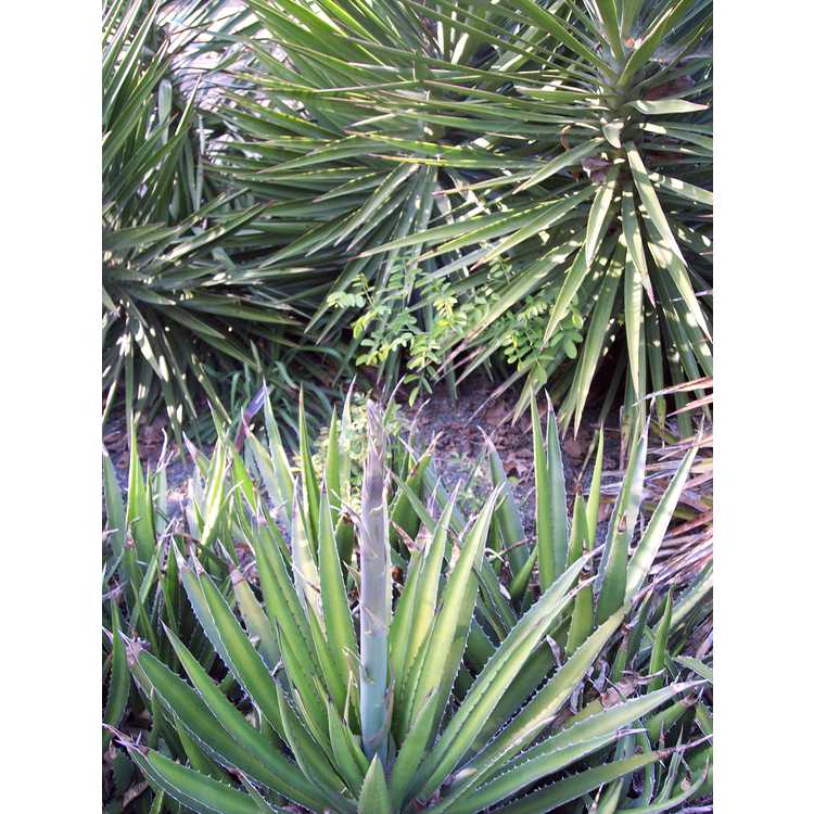<em>Yucca aloifolia</em>