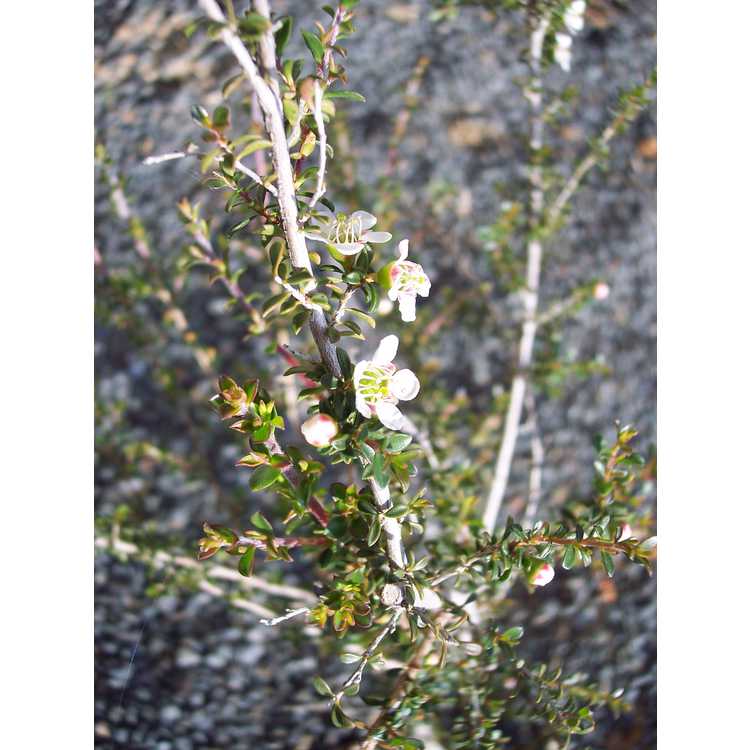 Leptospermum minutifolium