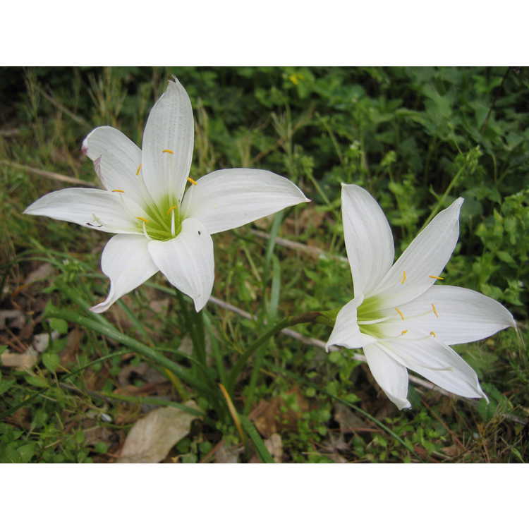 Zephyranthes atamasca - atamasco lily