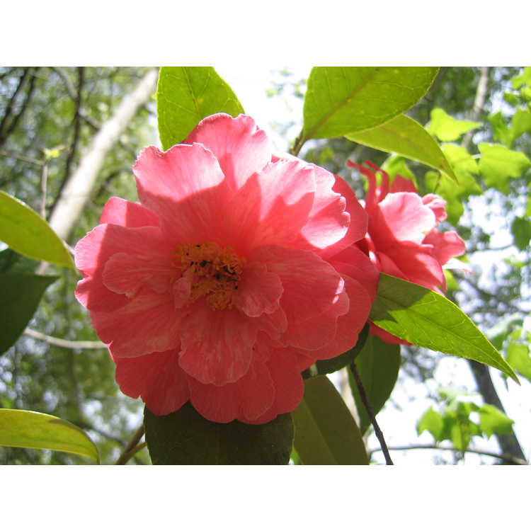 Camellia japonica - Japanese camellia