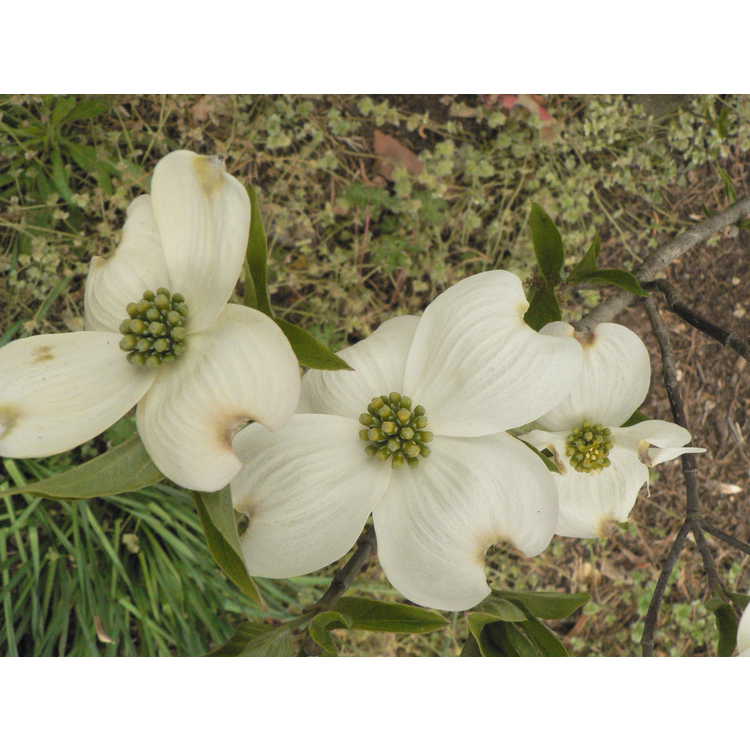 Cornus florida 'Pygmaea' - dwarf flowering dogwood