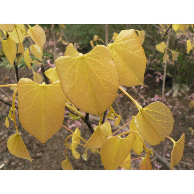 Cercis canadensis 'Hearts of Gold' - gold-leaf eastern redbud