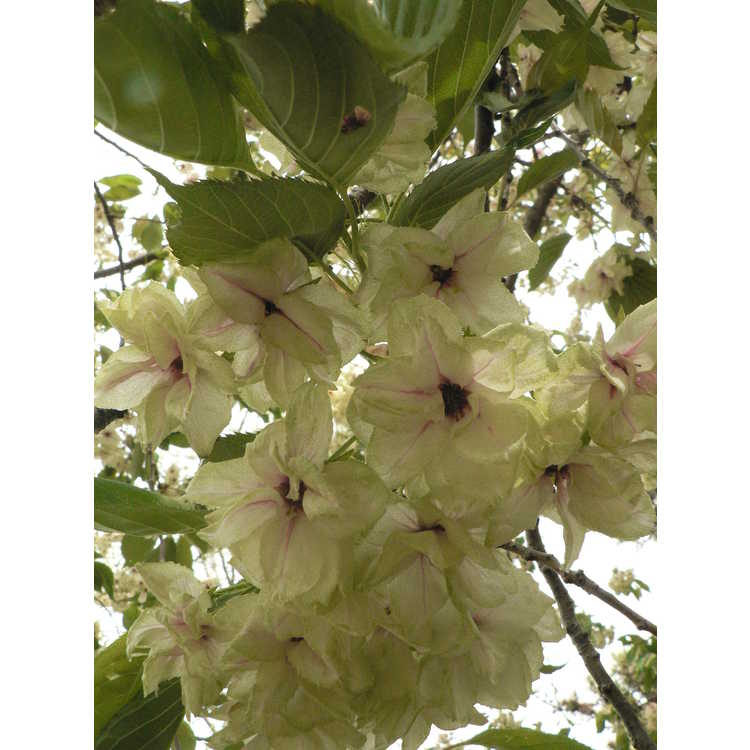 Prunus 'Ukon'