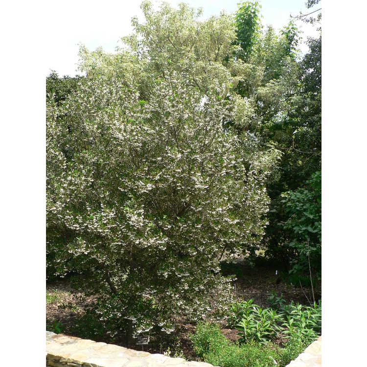 Styrax japonicus 'Crystal' - Japanese snowbell
