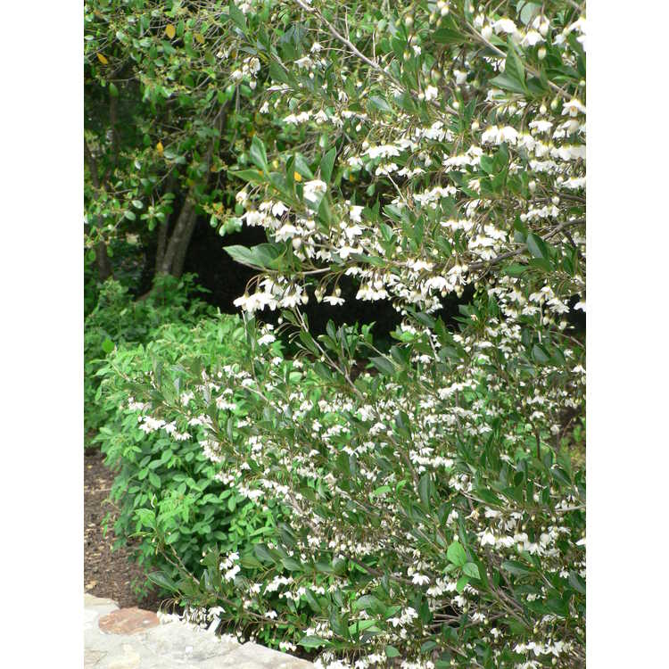 Styrax japonicus 'Crystal' - Japanese snowbell