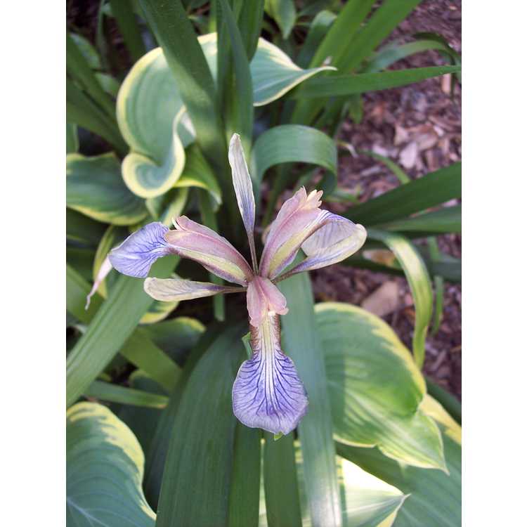 <em>Iris foetidissima</em>