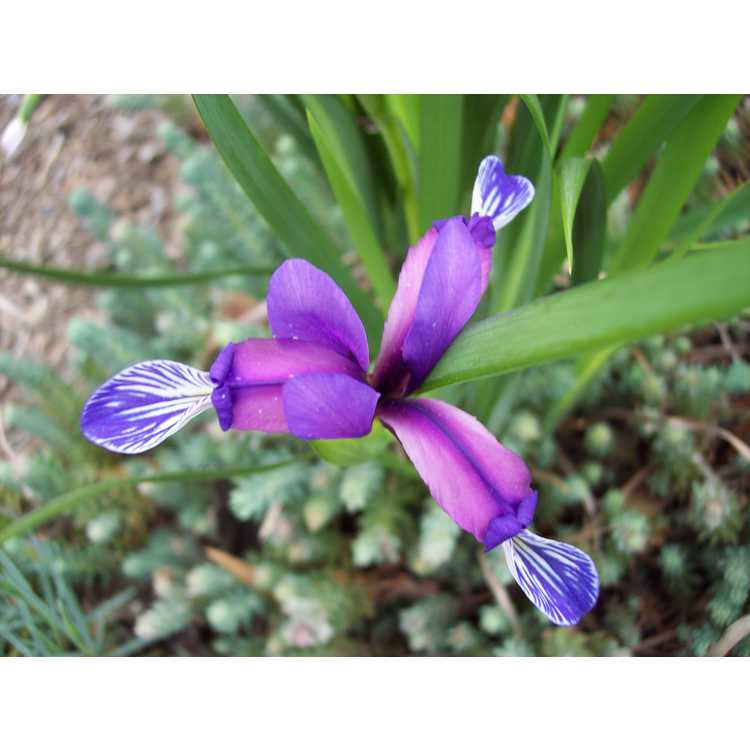 Iris graminea - plum-scented iris