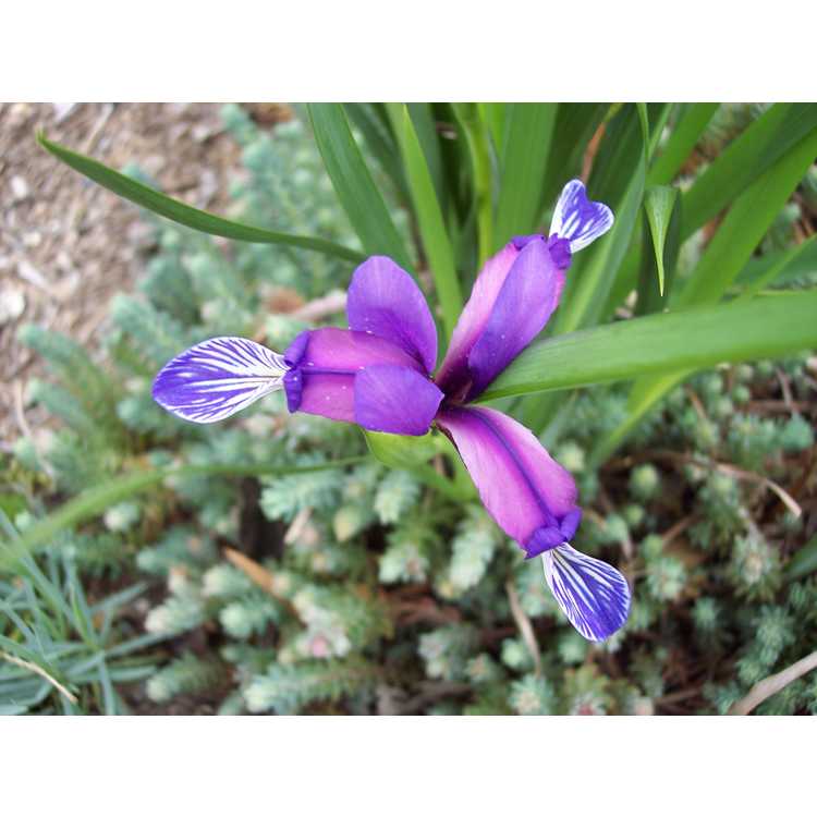 <em>Iris graminea</em>