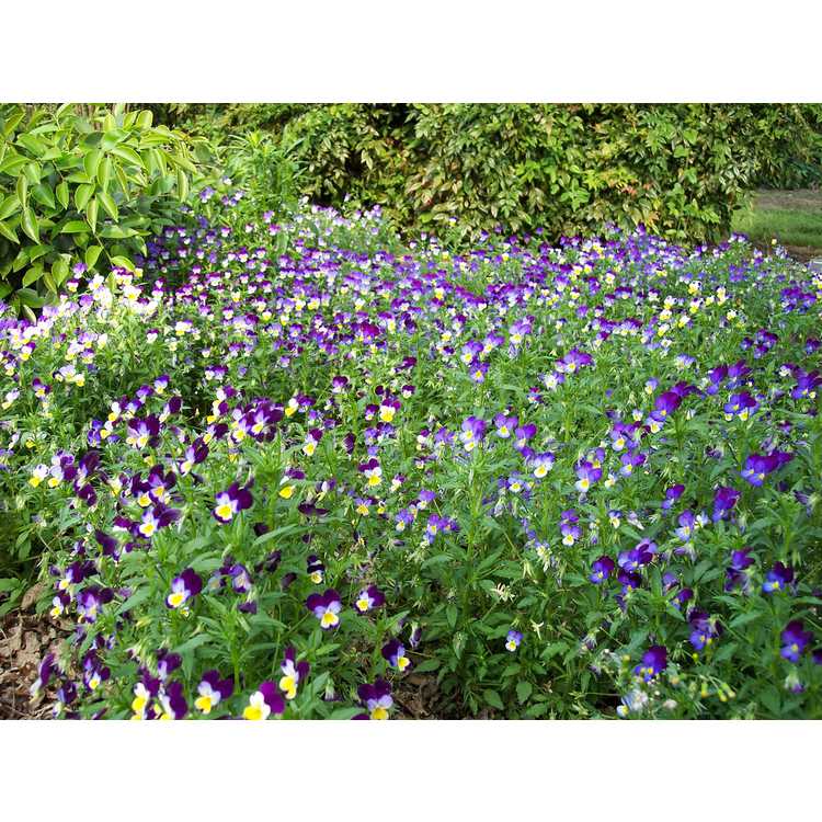 <em>Viola tricolor</em>