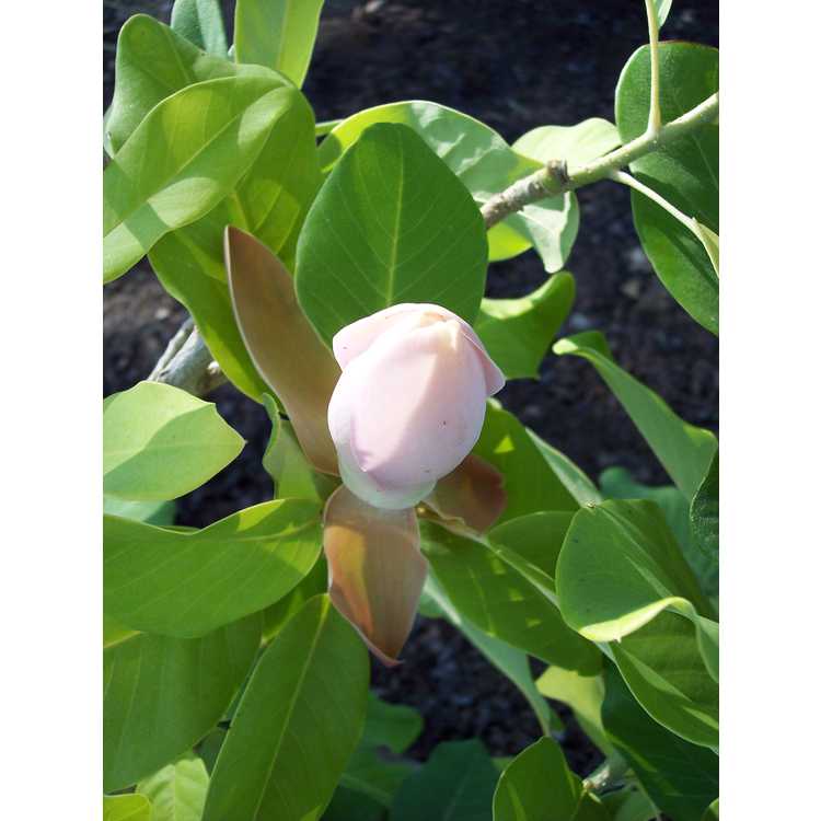 Magnolia delavayi (pink flower form)
