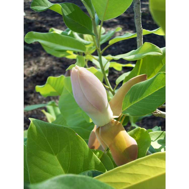 Father Delavay's magnolia
