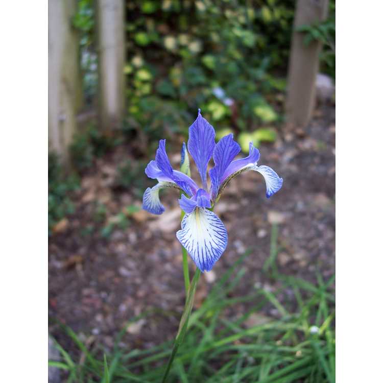 Iris prismatica - slender blue flag