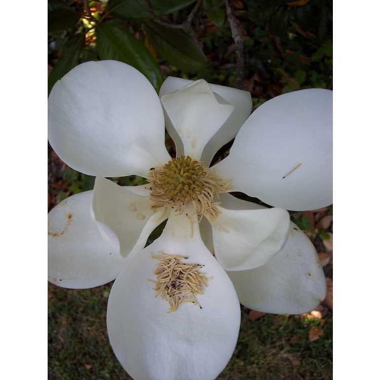 dwarf Southern magnolia