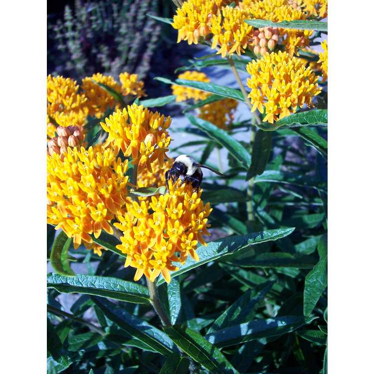 Asclepias tuberosa subsp. tuberosa - common butterfly-weed