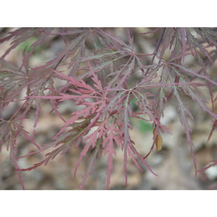 Acer palmatum 'Red Dragon' - red lace-leaf Japanese maple