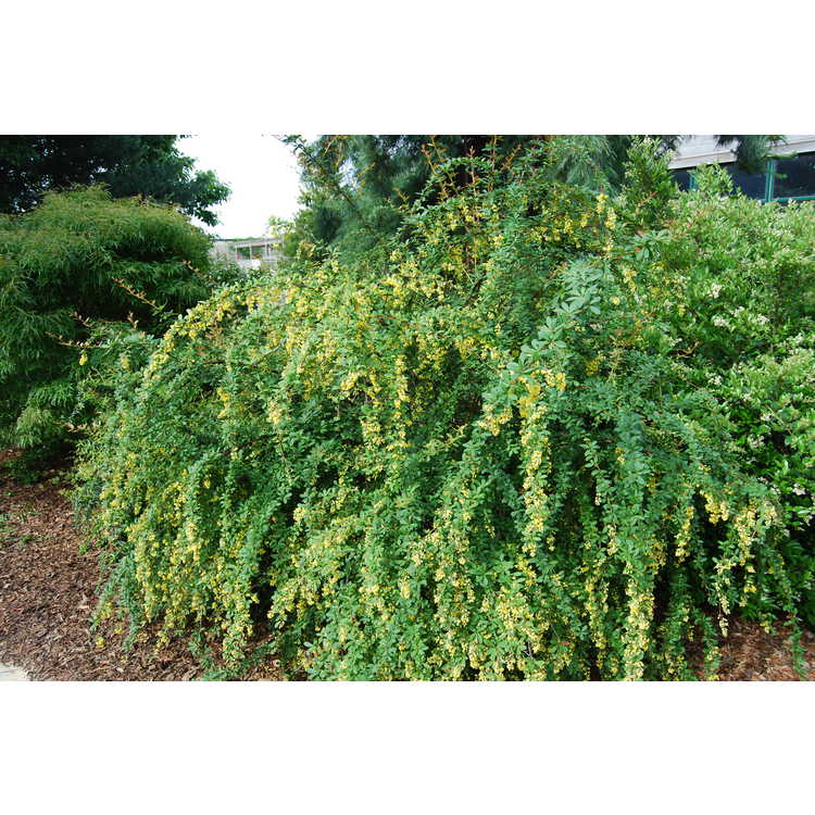 Indian barberry