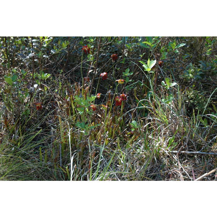 <em>Sarracenia rubra</em>