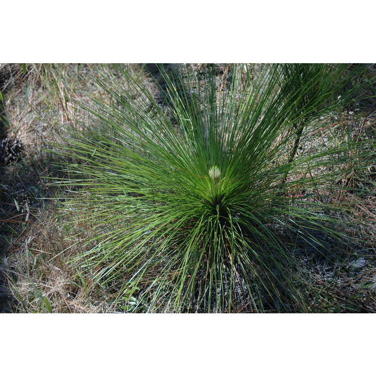 longleaf pine