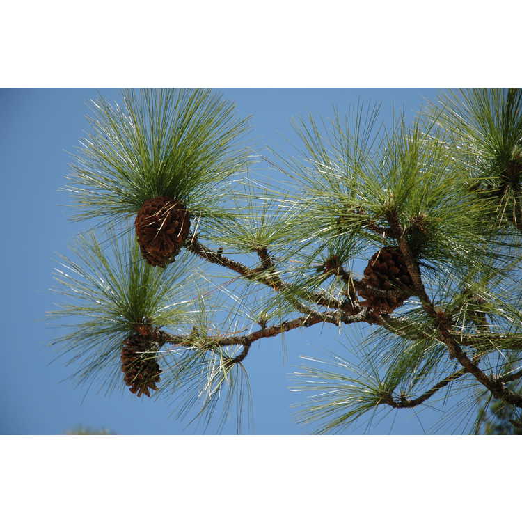 <em>Pinus palustris</em>