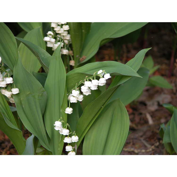 Convallaria majalis - lily of the valley