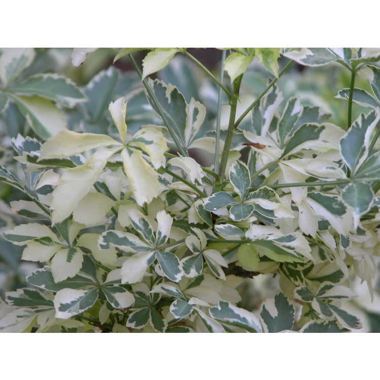 variegated five-leaf aralia