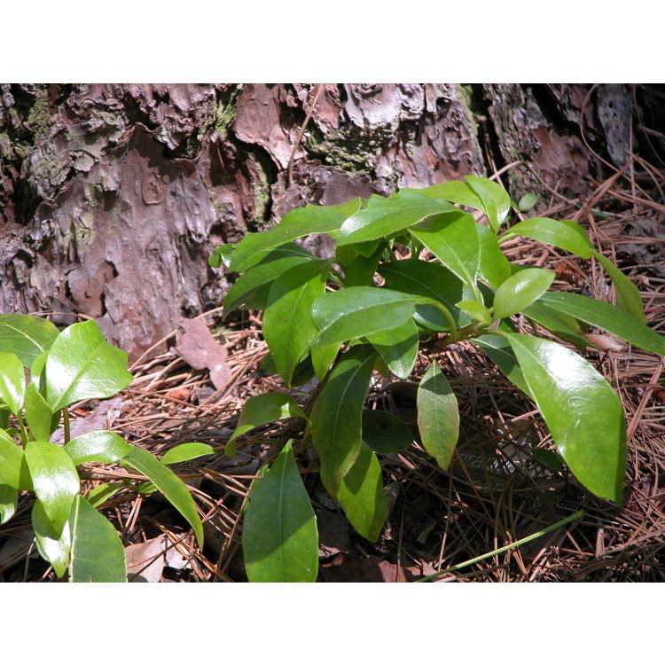 Hydrangea seemannii - evergreen hydrangea