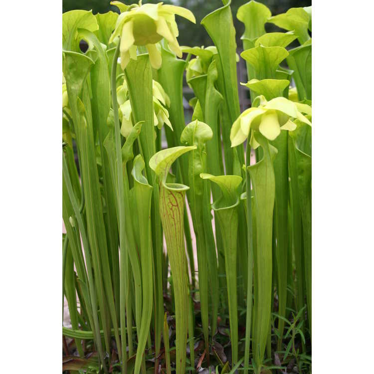 green pitcherplant
