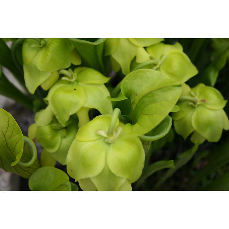 green pitcherplant
