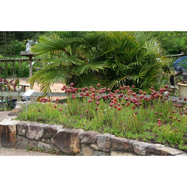 Sarracenia - pitcher plant