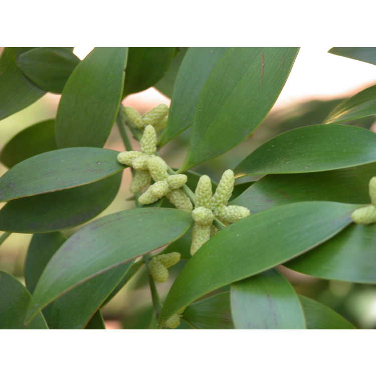 Nageia nagi - broad-leaved podocarpus