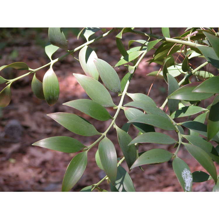 broad-leaved podocarpus