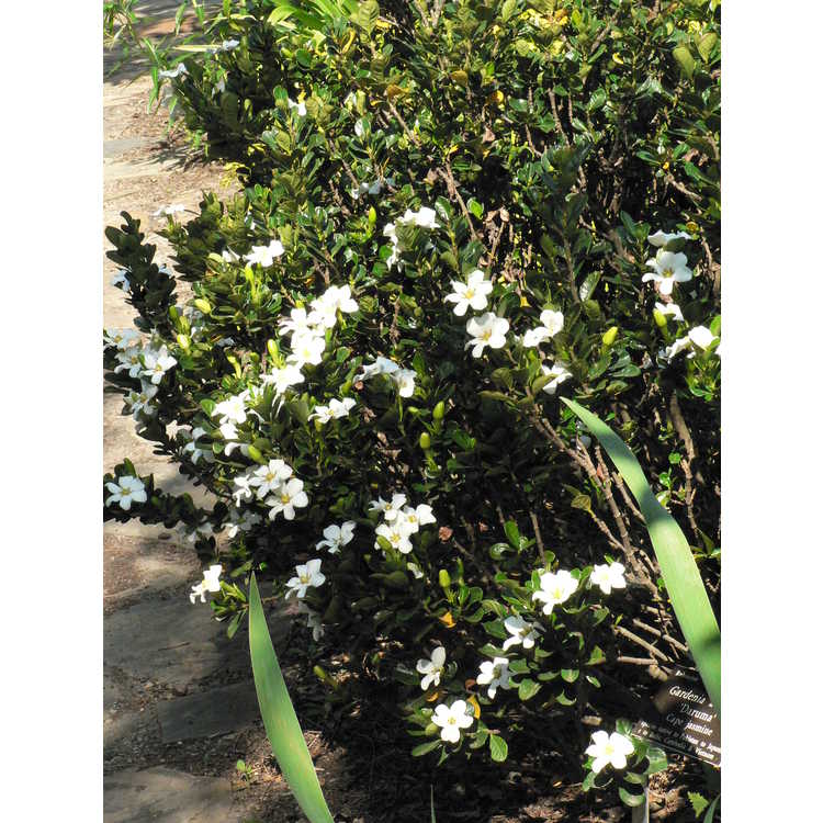 Gardenia jasminoides 'Daruma' - Cape jessamine
