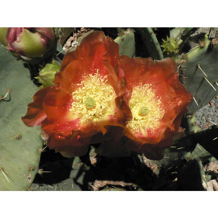 Opuntia ×alta - tall prickly-pear