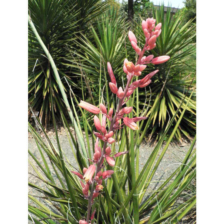 Hesperaloe parviflora - red yucca