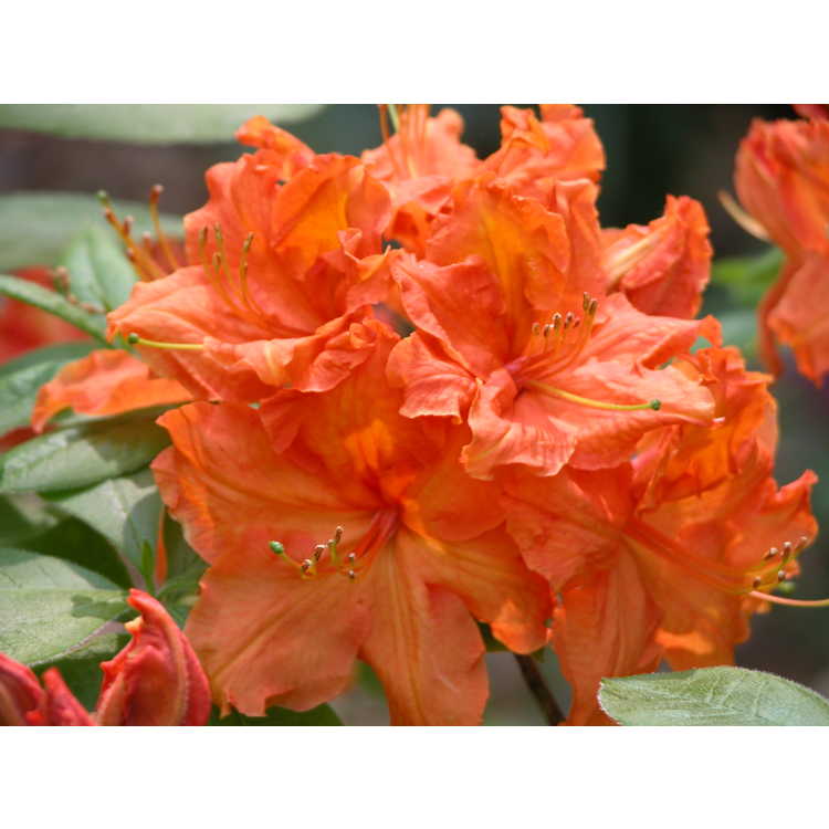 Rhododendron-calendulaceum-001-NBG-5-07.JPG